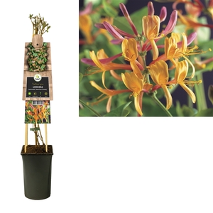 Lonicera heckrottii 'American Beauty' +3.0 label