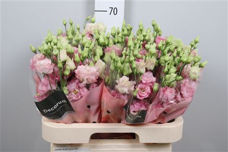 <h4>Eus G Celeb Pink</h4>
