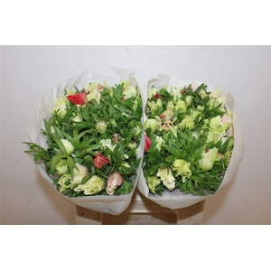 Anem Mistral Super White Red