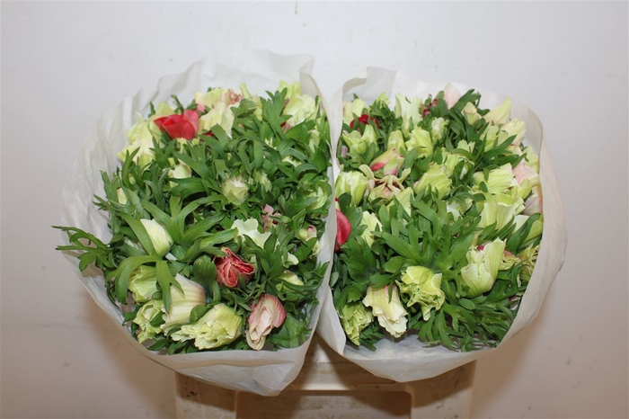 <h4>Anem Mistral Super White Red</h4>