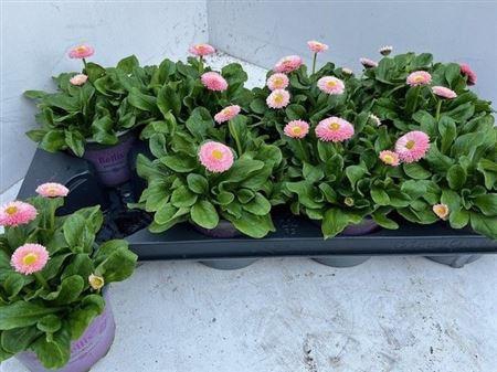 Bellis P Kl Bel Rose