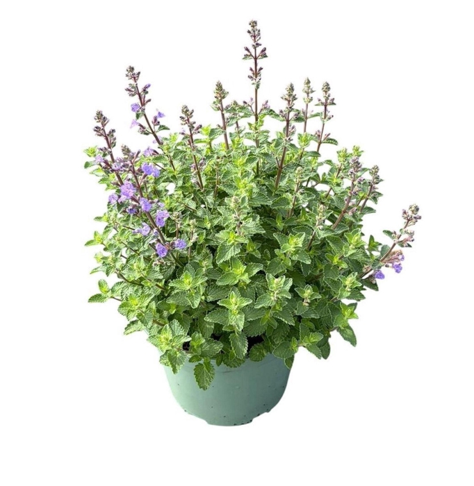 <h4>Nepeta</h4>