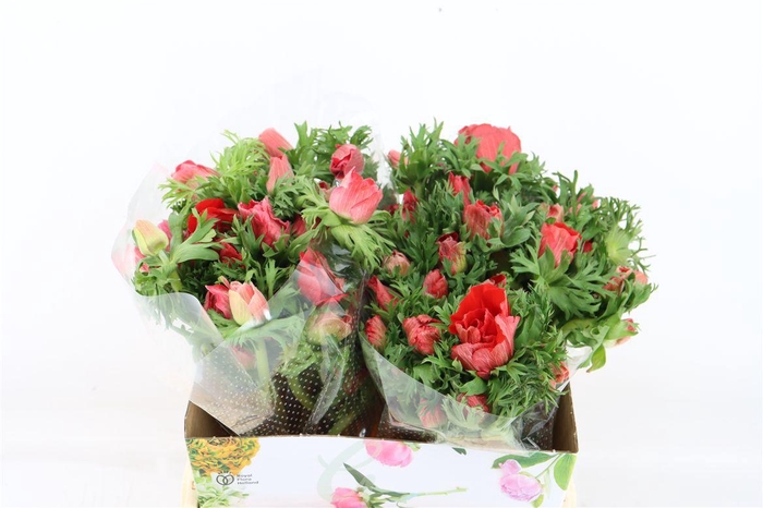 <h4>Anem Marianne Red</h4>