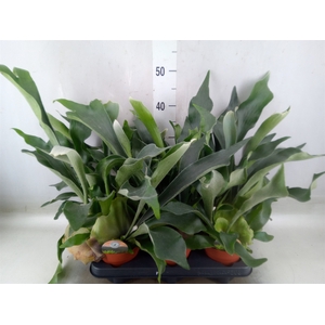 Platycerium bifurc.