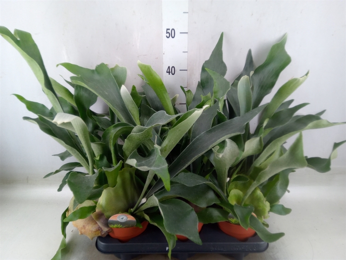 <h4>Platycerium bifurc.</h4>