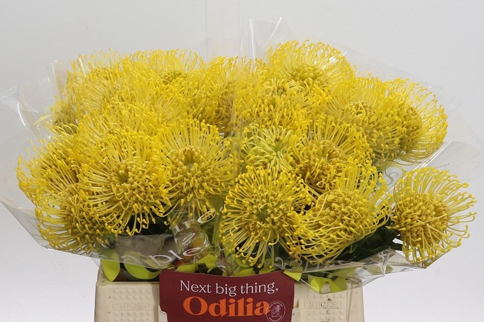 <h4>LEUCO CO HIGH GOLD</h4>