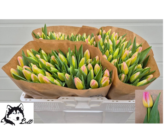 <h4>TU EN TOM POUCE</h4>