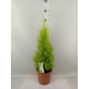 Cupressus macro. 'Goldcrest Wilma'