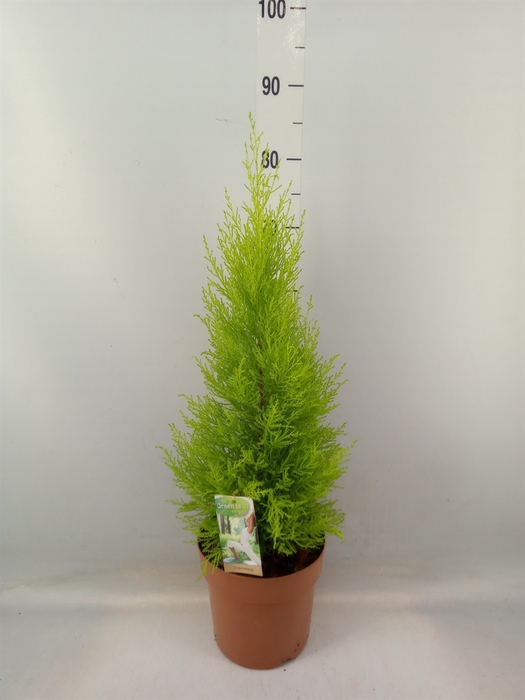 <h4>Cupressus macro. 'Goldcrest Wilma'</h4>