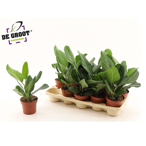 FICUS BENG AUDREY