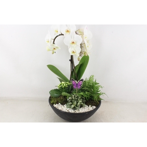 Arr2 Pl - Ebbischaal X1 Paraplu Wit