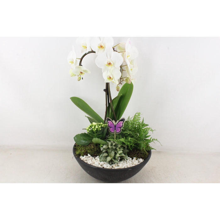 <h4>Arr2 Pl - Ebbischaal X1 Paraplu Wit</h4>