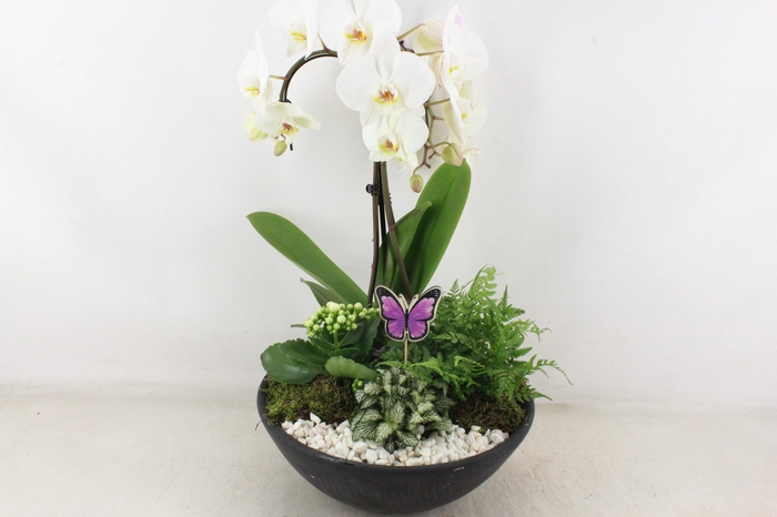 <h4>arr2 PL - Ebbischaal x1 paraplu wit</h4>