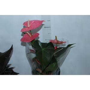 ANTHURIUM COLORADO P17 PREMIUM