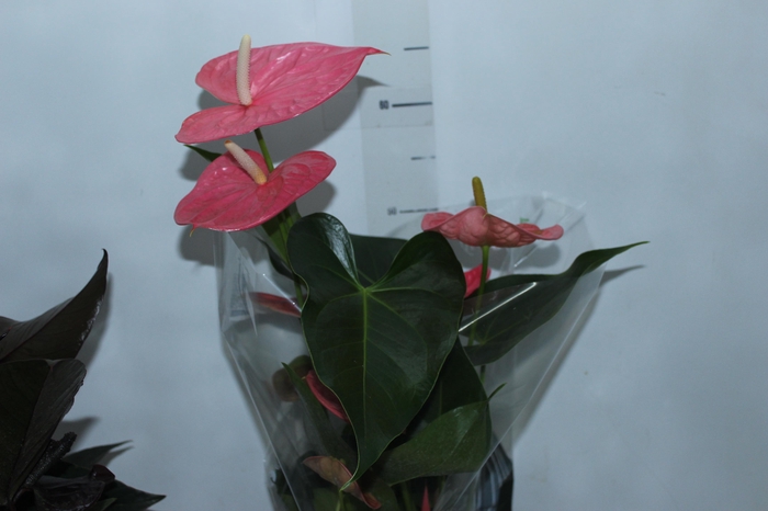 <h4>ANTHURIUM COLORADO P17 PREMIUM</h4>