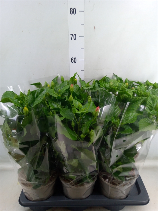 <h4>Hibiscus rosa-sin.   ...mix</h4>