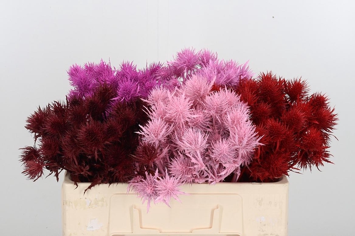 <h4>Eryn Sup Kl Bh Love</h4>