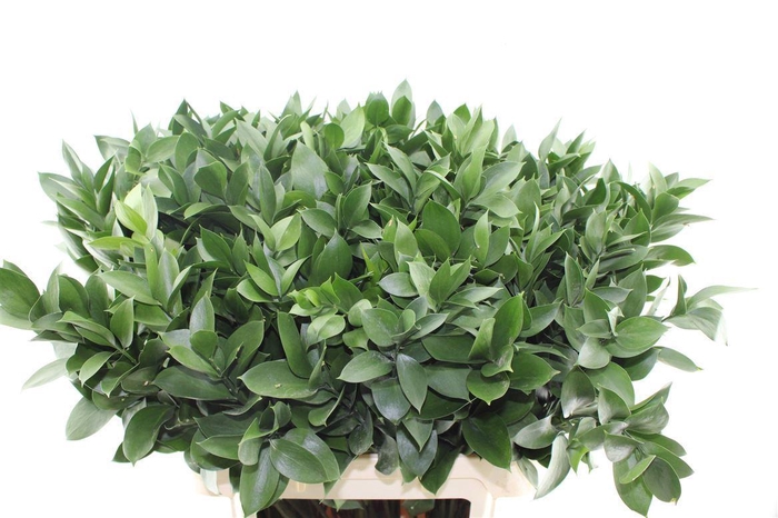 <h4>Ruscus Hypophyllum</h4>