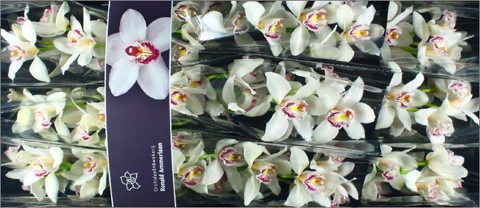 <h4>CYMB T SILVER</h4>