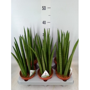 Sansevieria cyl.  ...