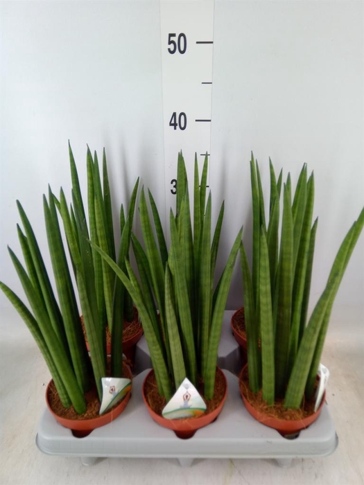 <h4>Sansevieria cyl.  ...</h4>