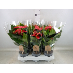 Anthurium andr. 'Esudo'