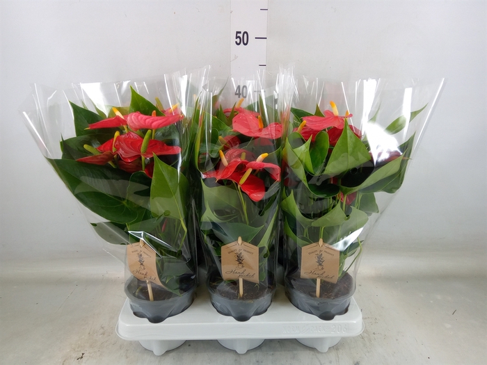 <h4>Anthurium andr. 'Esudo'</h4>