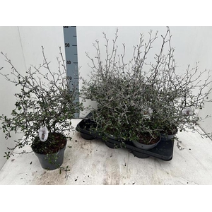 COROKIA COTONEASTER