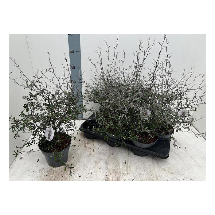 <h4>COROKIA COTONEASTER</h4>