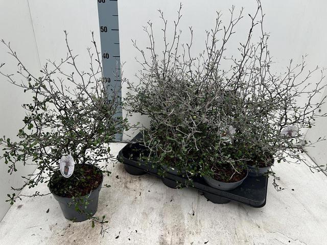 <h4>COROKIA COTONEASTER</h4>