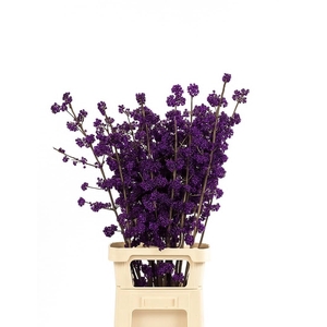 CALLI BO MAG AMETHEA