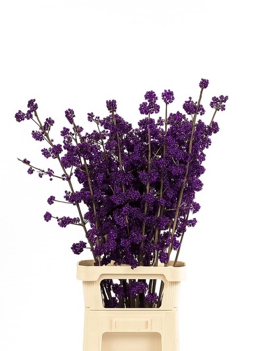 <h4>CALLI BO MAG AMETHEA</h4>