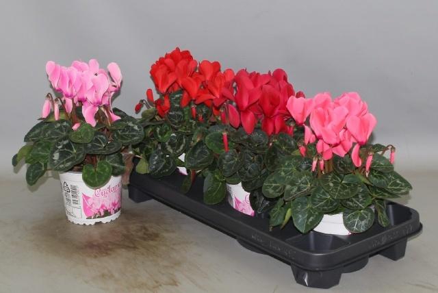 <h4>CYCL GR SUP XL</h4>