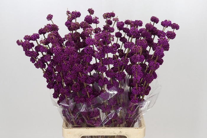 <h4>Callicarpa Bodinieri Var Giraldii</h4>