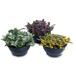 FITONIA FOLHA FINA C21