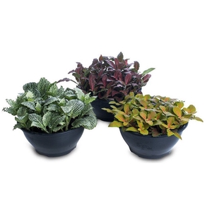 FITONIA FOLHA FINA C21