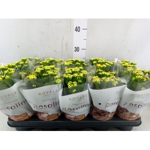 Kalanchoe blos. 'RosDon Amaril'