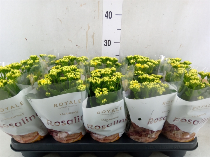 <h4>Kalanchoe blos. 'RosDon Amaril'</h4>