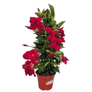 MANDE RIO DEEP RED