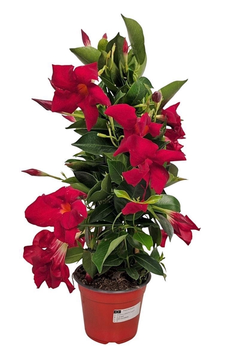 <h4>MANDE RIO DEEP RED</h4>