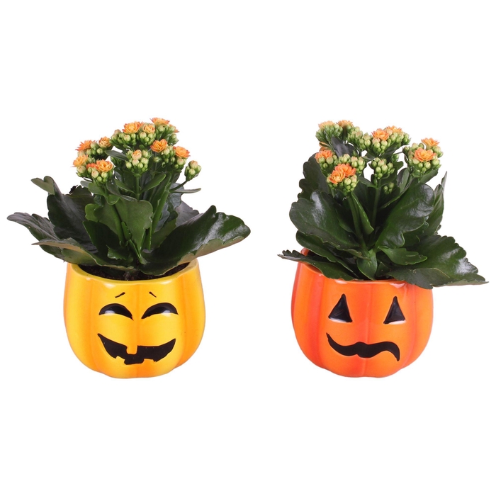 <h4>Halloween Arr. Indoor Ceramic Pumpkinhead Ø11cm 1PP</h4>