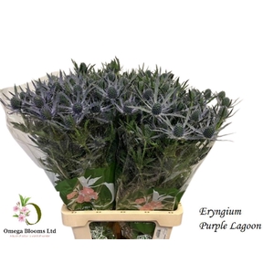 ERYN MAG PURP LAGOON
