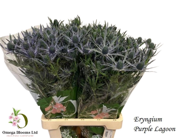 <h4>ERYN MAG PURP LAGOON</h4>