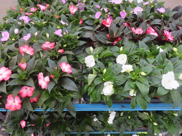 <h4>IMPAT NG MIXK 4 KL</h4>