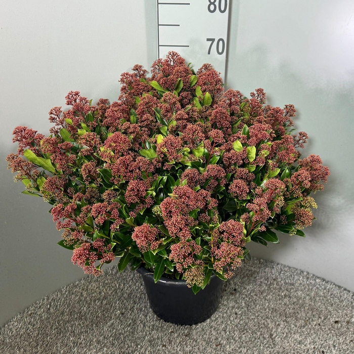 <h4>Skimmia japonica 'Rubesta Jos'</h4>