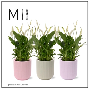 Spathiphyllum Bellini Charming - 13cm in Atlanta | Mimesis