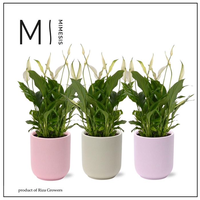 <h4>Spathiphyllum Bellini Charming - 13cm in Atlanta | Mimesis</h4>