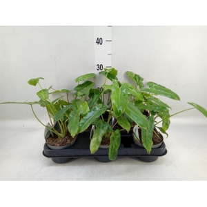 Philodendron   ...