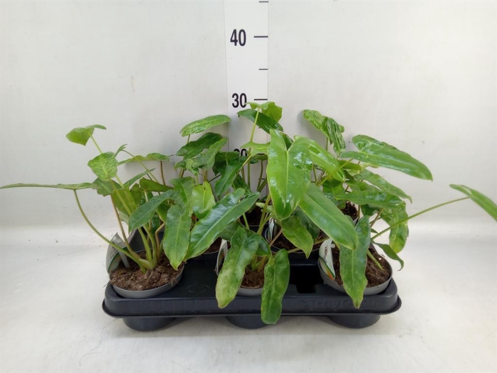 <h4>Philodendron   ...</h4>