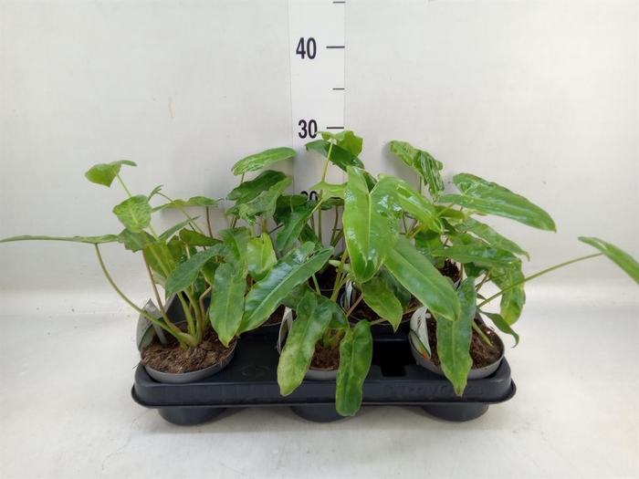 <h4>Philodendron   ...</h4>